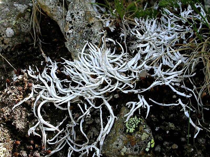 Thamnolia vermicularis